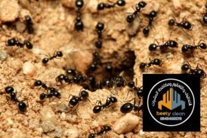 شركة مكافحة النمل في أبوظبي